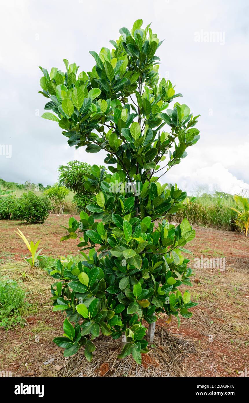 Slender Jackfruit Tree Stock Photo