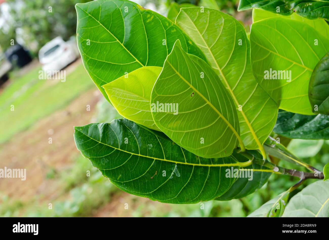 Leaves Of Jackfruit Tree Stock Photo Alamy