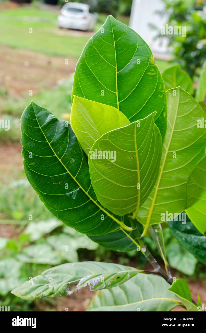 Cluster Of Jackfruit Leaves Stock Photo