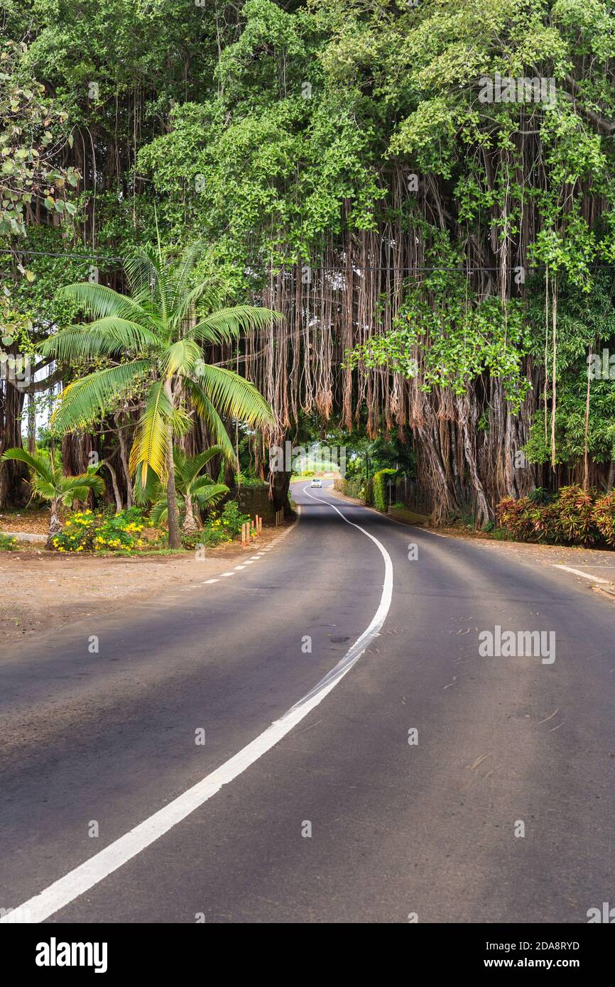 Big banian tree over road, Mauritius Island, Africa Stock Photo