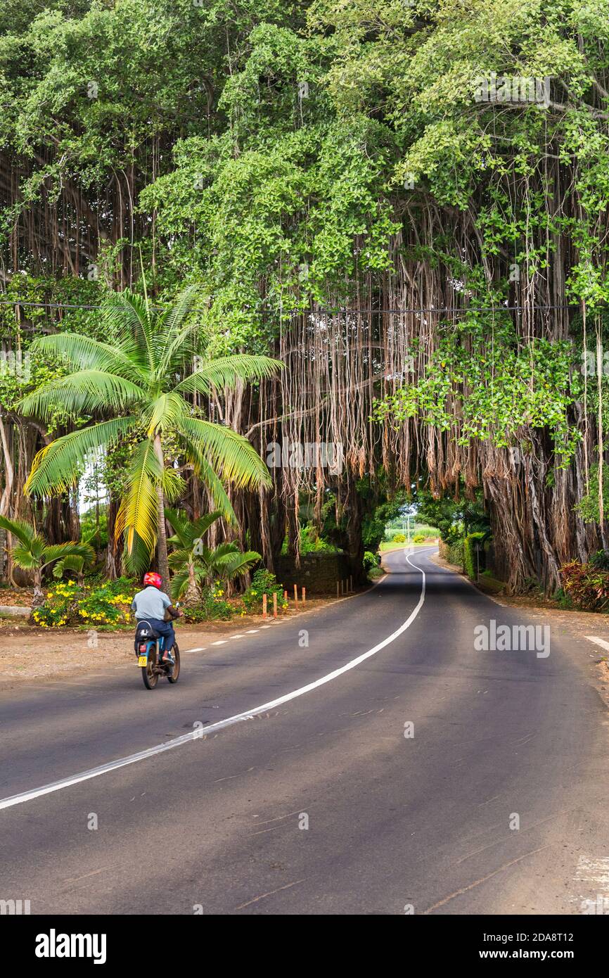 Big banian tree over road, Mauritius Island, Africa Stock Photo