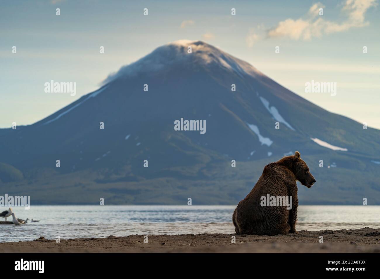 Brown bear (Ursus arctos) on lakeshore, Kurile Lake, Kamchatka Peninsula, Russia Stock Photo