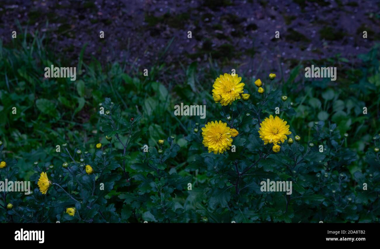 Three yellow Aster flowers in a flower bed. Daisy Stock Photo