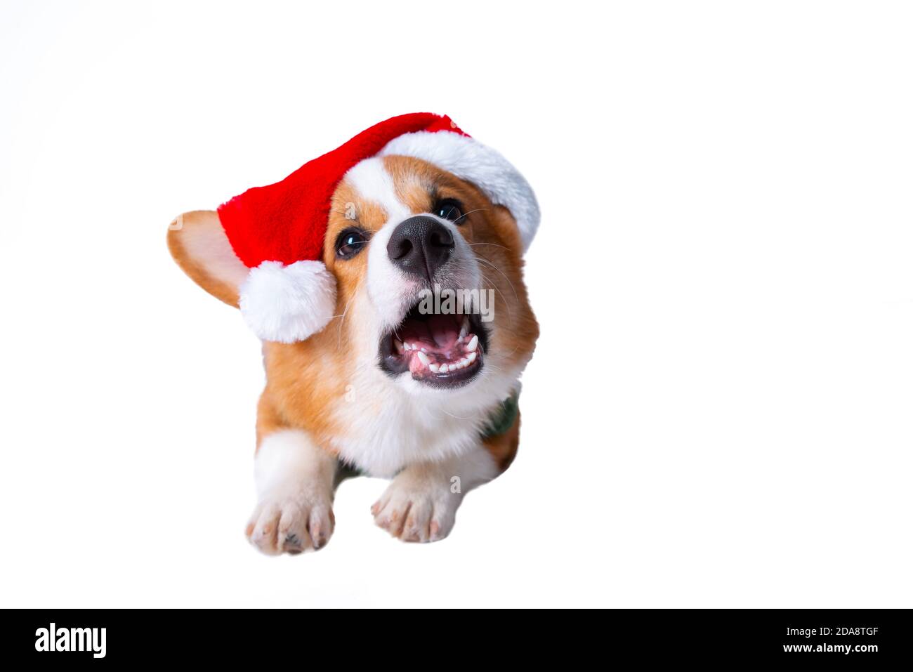 Portrait of the little funny puppy corgi in red santa claus cap, standing in studio isolated on white Stock Photo