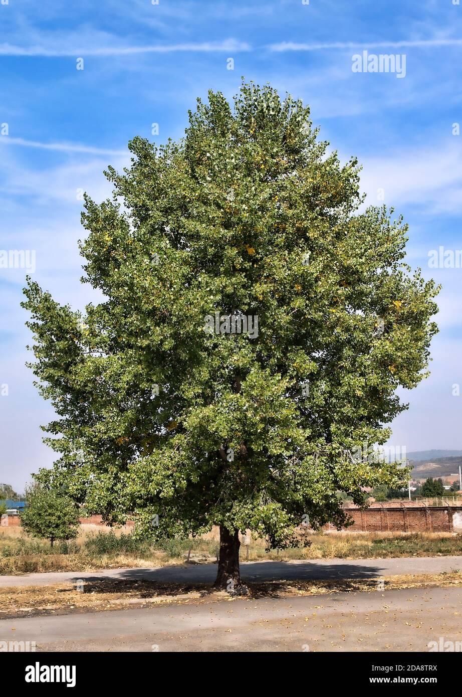 Single basswood (linden) tree during a hot summer day in suburb. HDR photo. Stock Photo