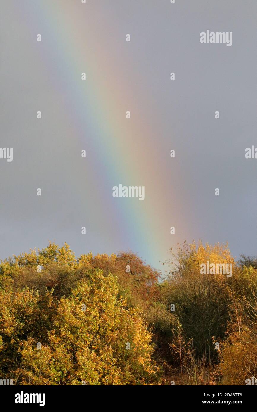 a meteorological phenomenon that is called a rainbow, with autumnal trees in the foreground shot in portrait Stock Photo