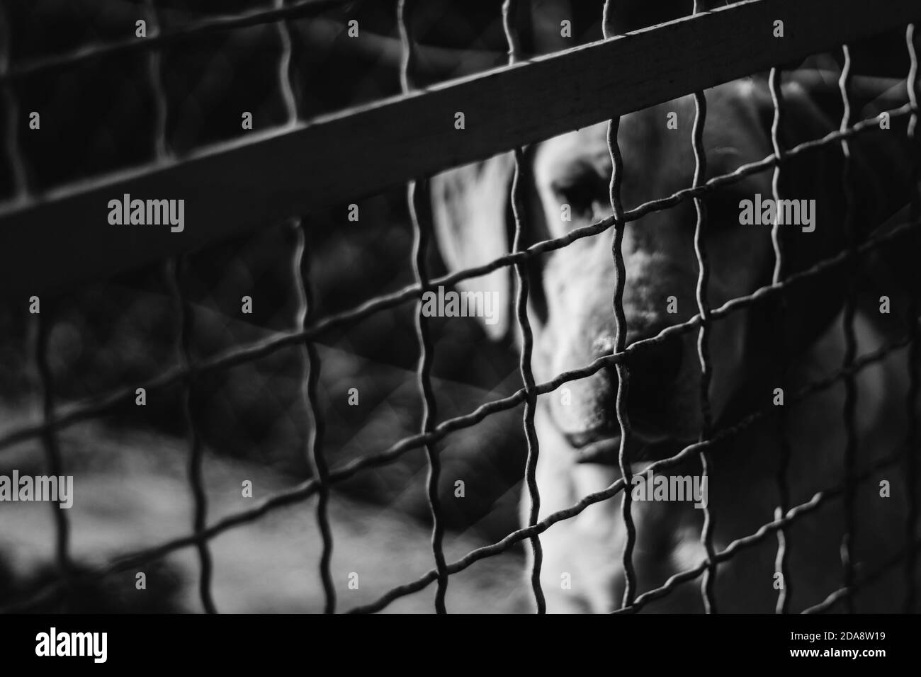 Unhappy dog sitting behind the metal fence in a refuge, animal abuse concept, black and white image. Stock Photo