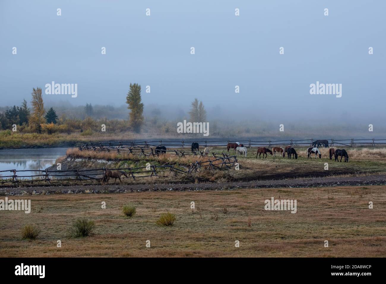 Western saddle horses on a working cattle ranch in the Buffalo Valley of Wyoming, USA. Stock Photo