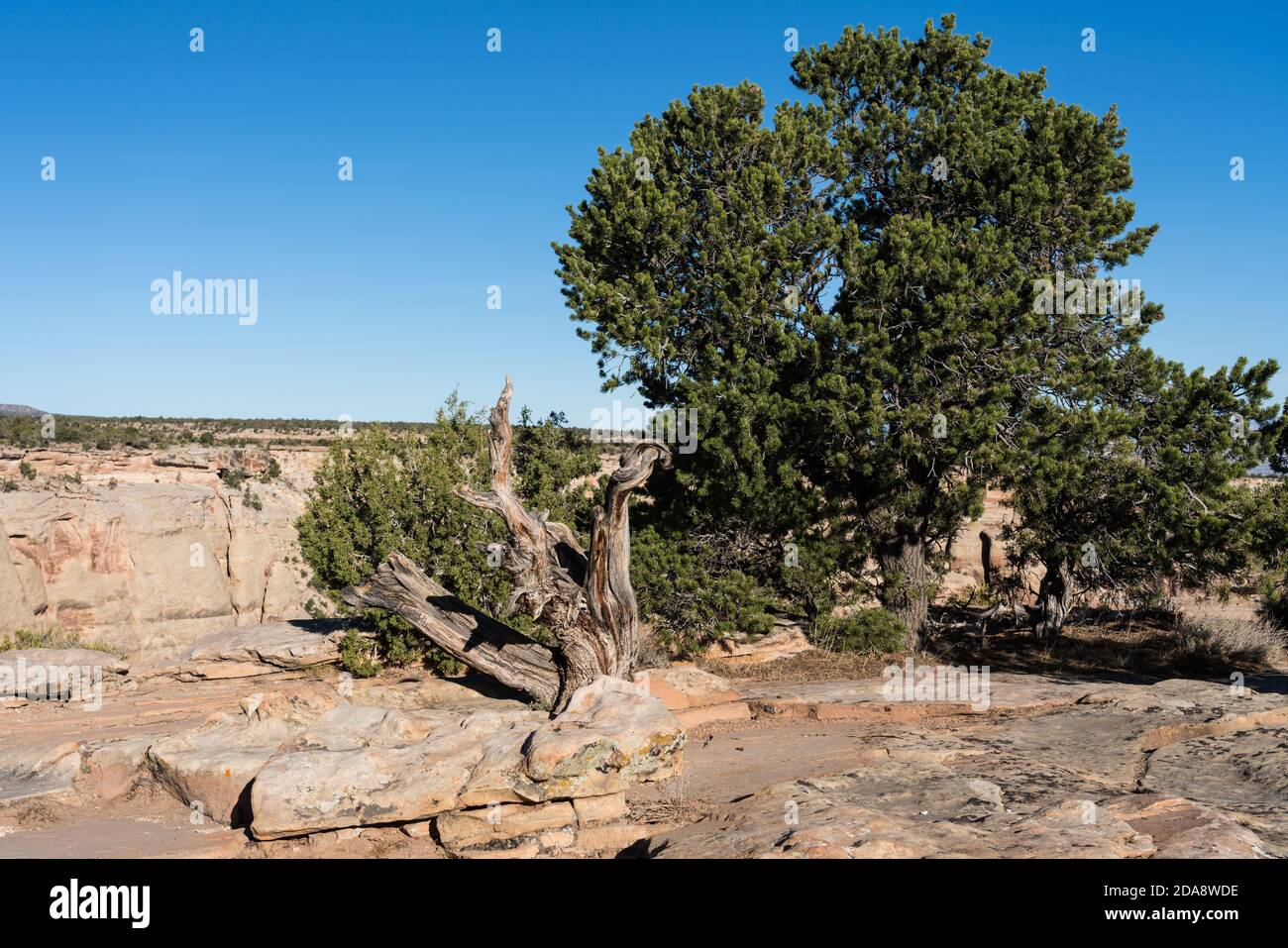 Pinyon pines and an old stump at Cold Shivers Point Overlook, Colorado National Monument, Colorado, USA. Stock Photo