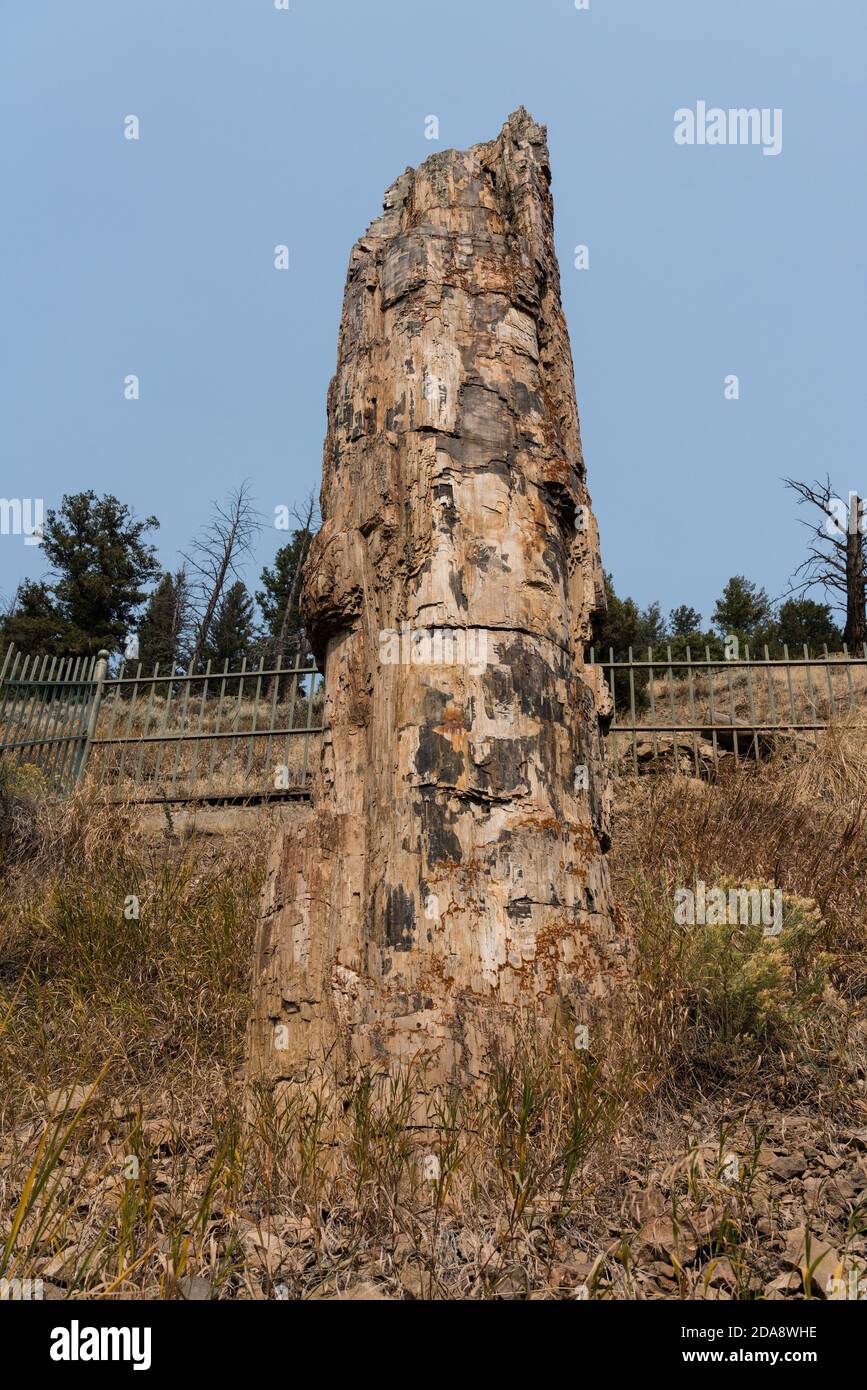 A 50 million-year old petrified redwood tree standing in Yellowstone National Park in Wyoming, USA. Stock Photo