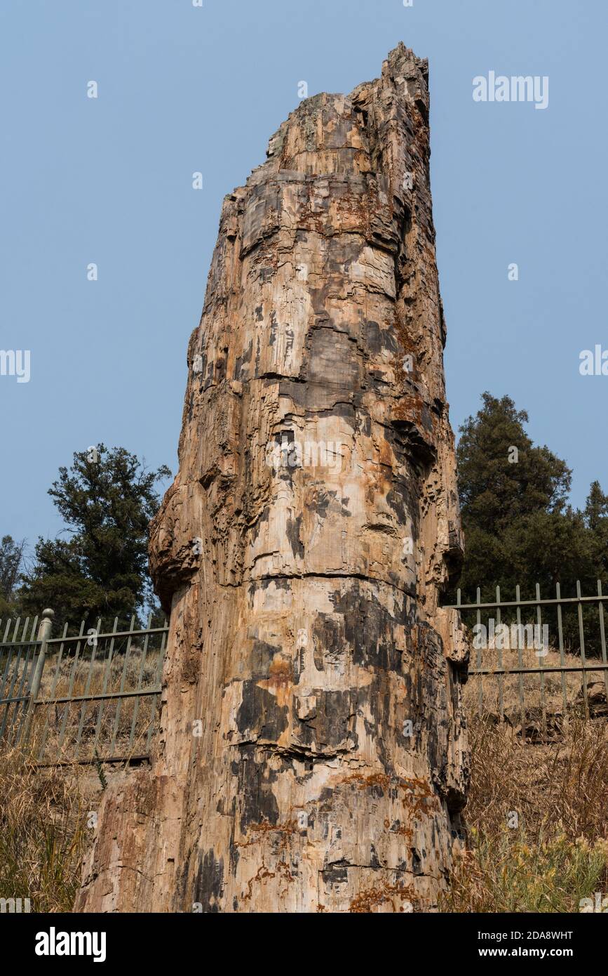 A 50 million-year old petrified redwood tree standing in Yellowstone National Park in Wyoming, USA. Stock Photo