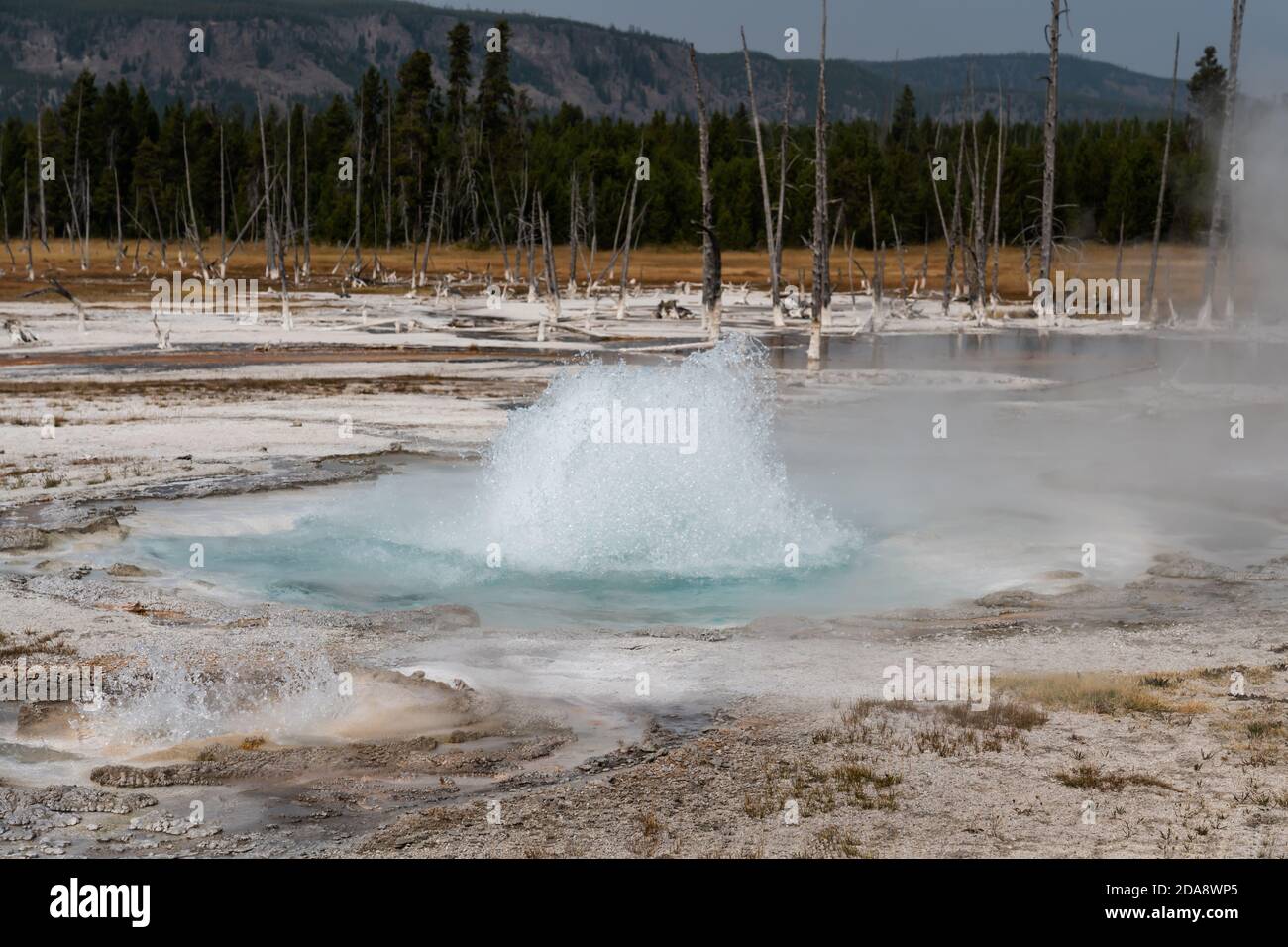 The Spouter Geyser and its side vent erupting in the Black Sand Basin ...