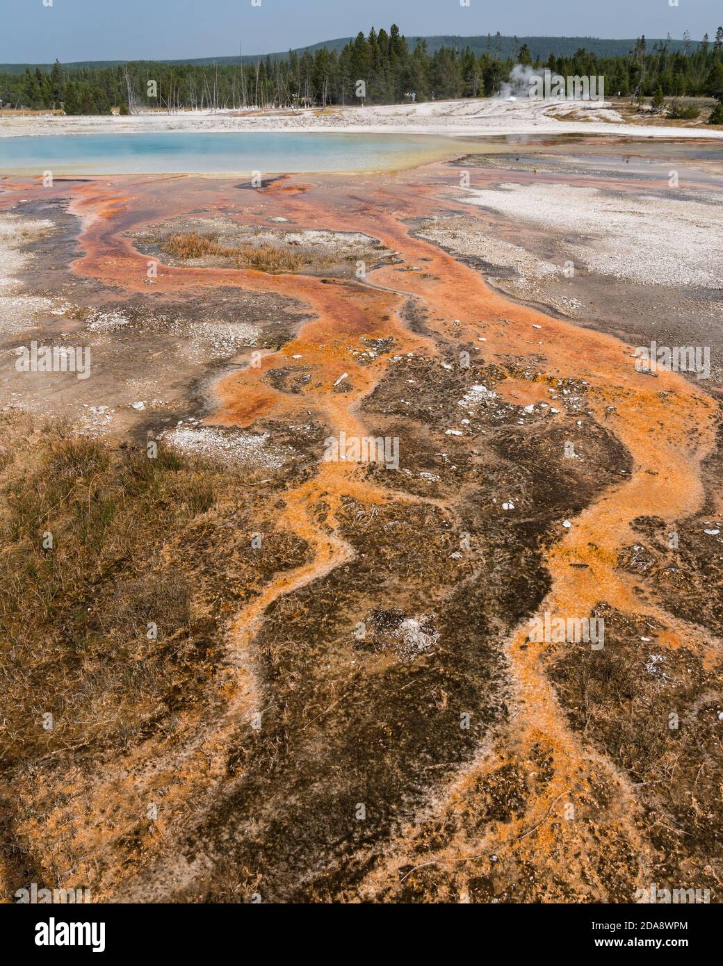 Hot water with a mat of colorful thermophilic bacteria drains from the Rainbow Pool as steam rises in the Black Sand Basin of Yellowstone National Par Stock Photo