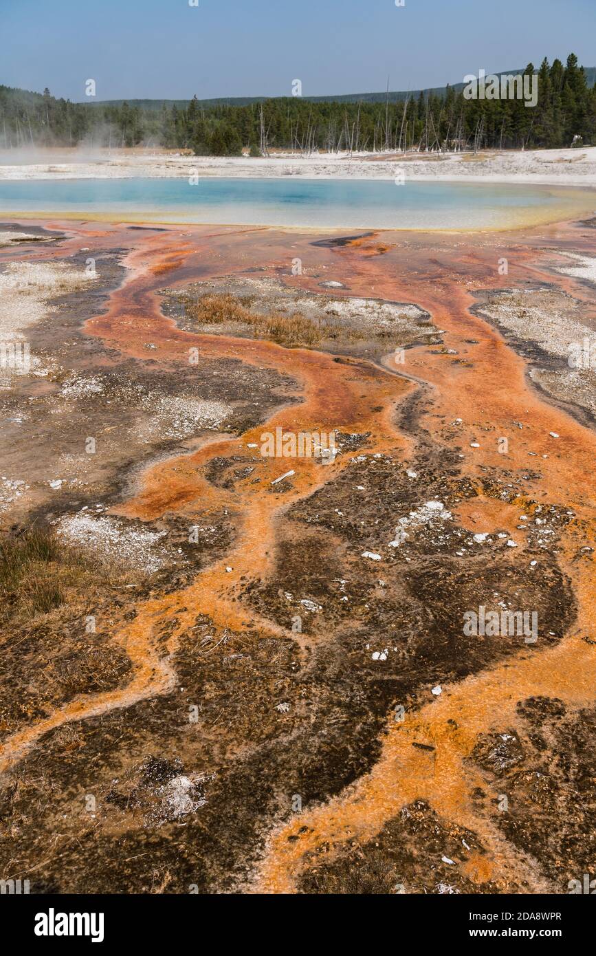 Hot water with a mat of colorful thermophilic bacteria drains from the Rainbow Pool as steam rises in the Black Sand Basin of Yellowstone National Par Stock Photo