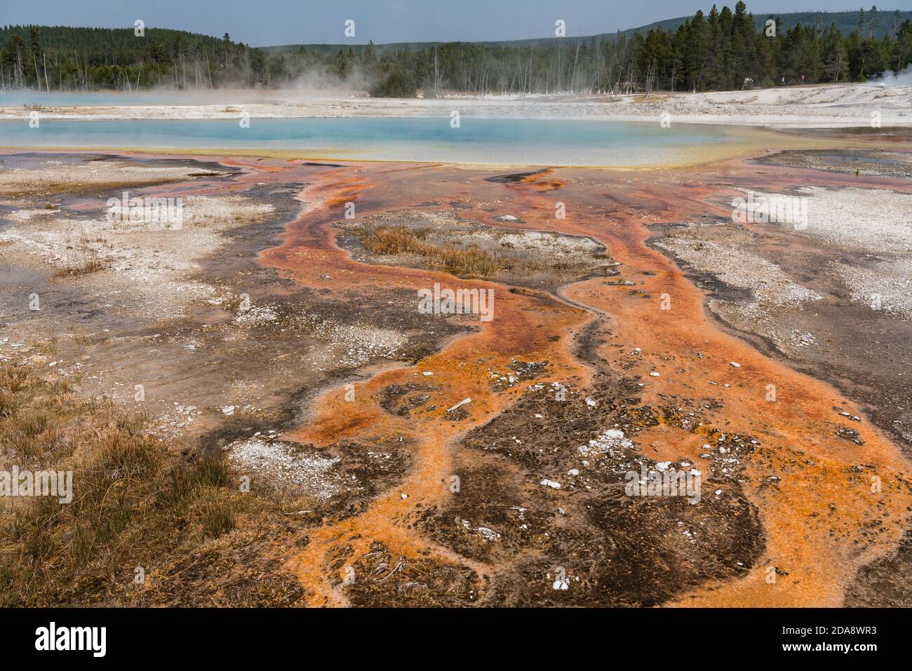 Hot water with a mat of colorful thermophilic bacteria drains from the Rainbow Pool as steam rises in the Black Sand Basin of Yellowstone National Par Stock Photo