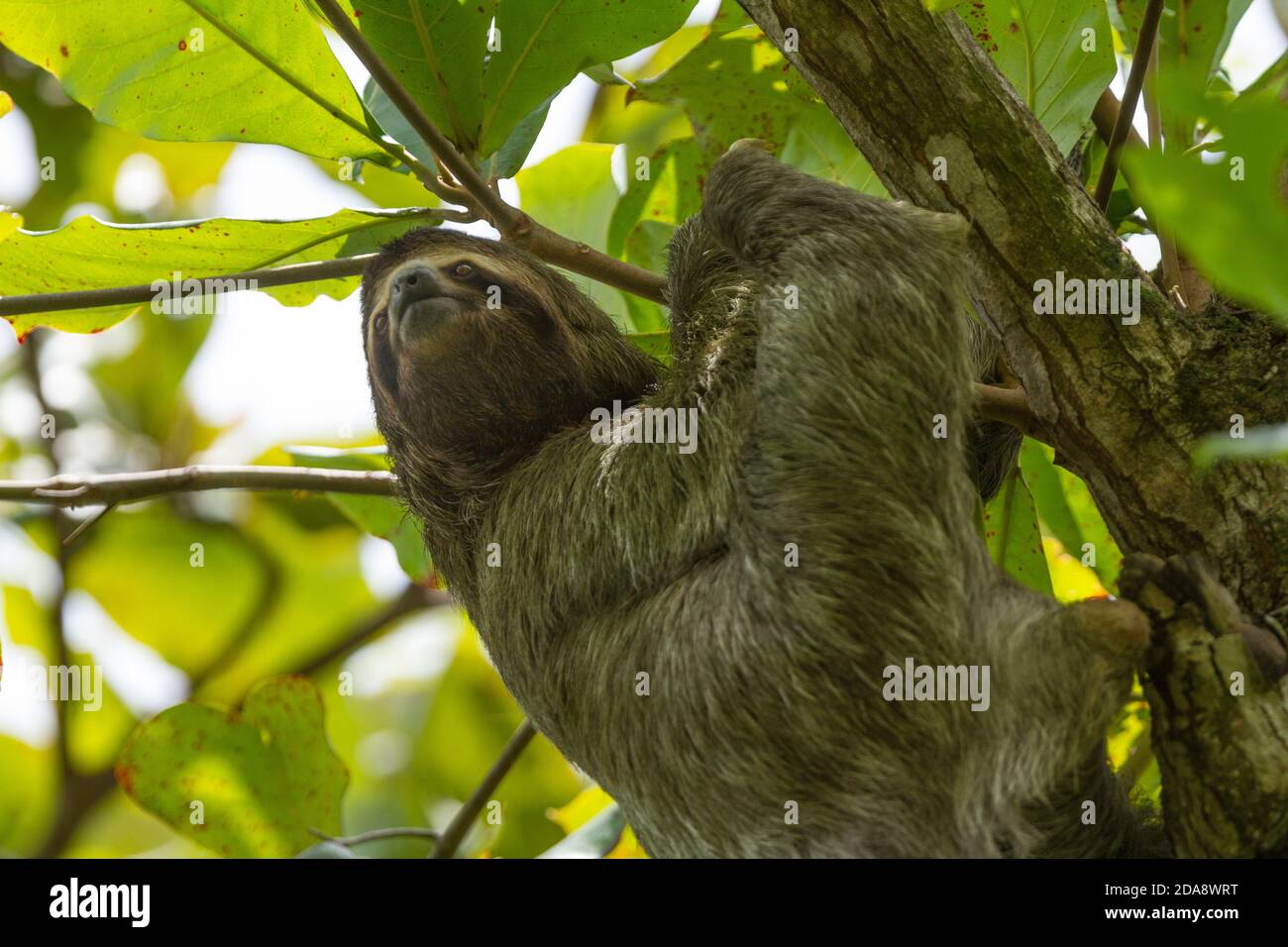 The Brown-throated Sloth, Bradypus variegatus, is a species of Three-toed Sloth found in Central and South America.  Shown here in Costa Rica.  They l Stock Photo