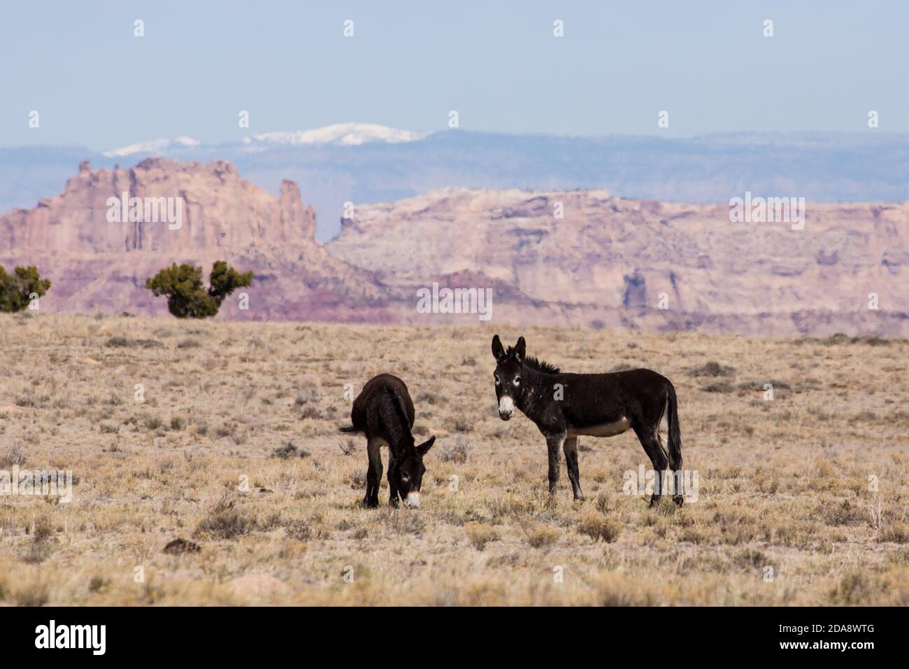 Feral Donkeys High Resolution Stock Photography and Images - Alamy