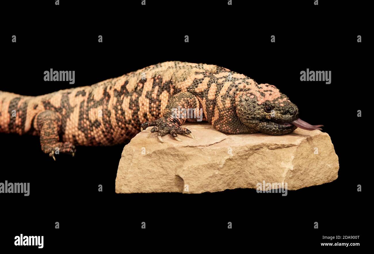 Gila monster tongue out hi-res stock photography and images - Alamy