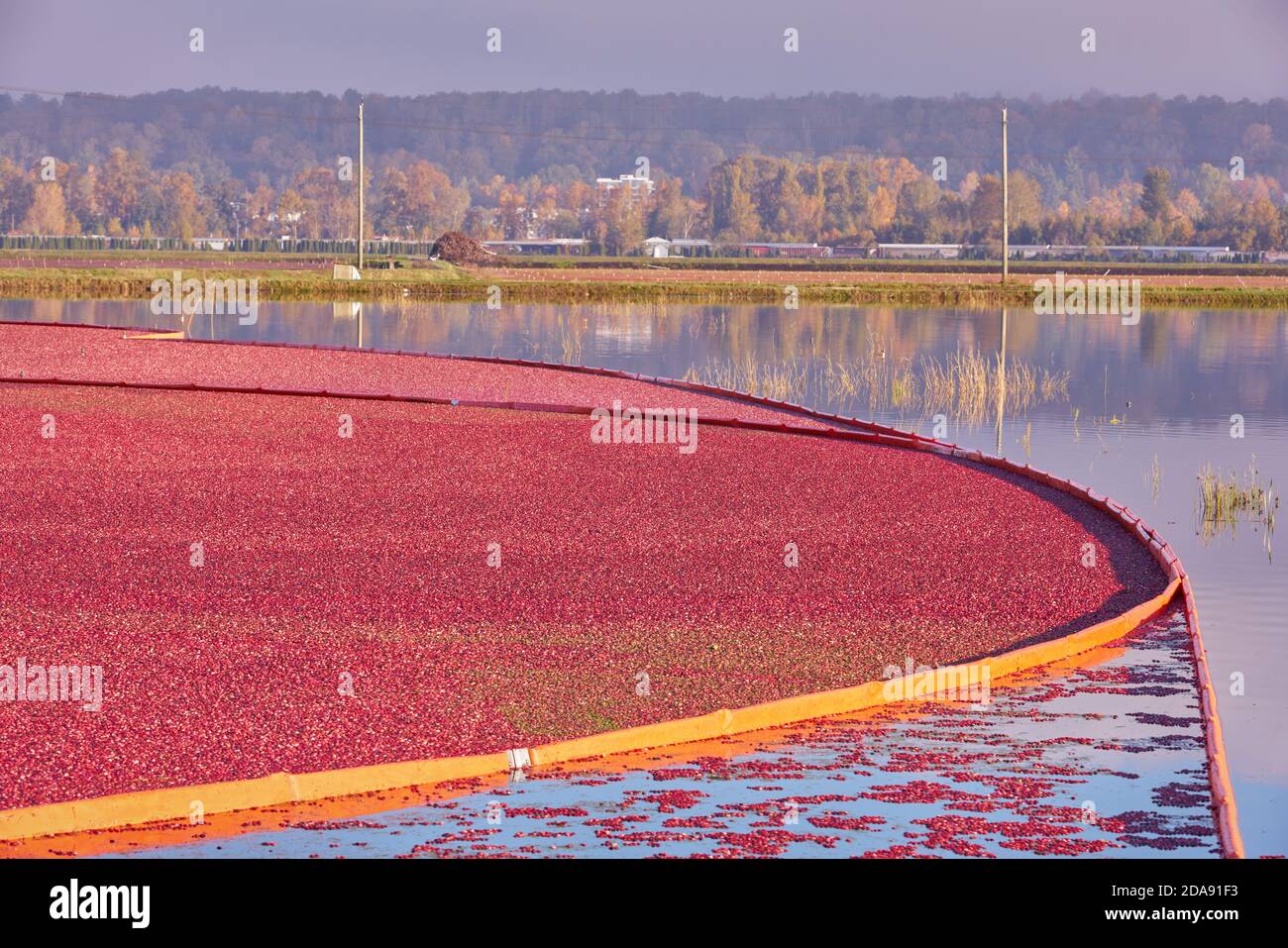 Floating Cranberries Ready for Harvest. Cranberries float on a flooded