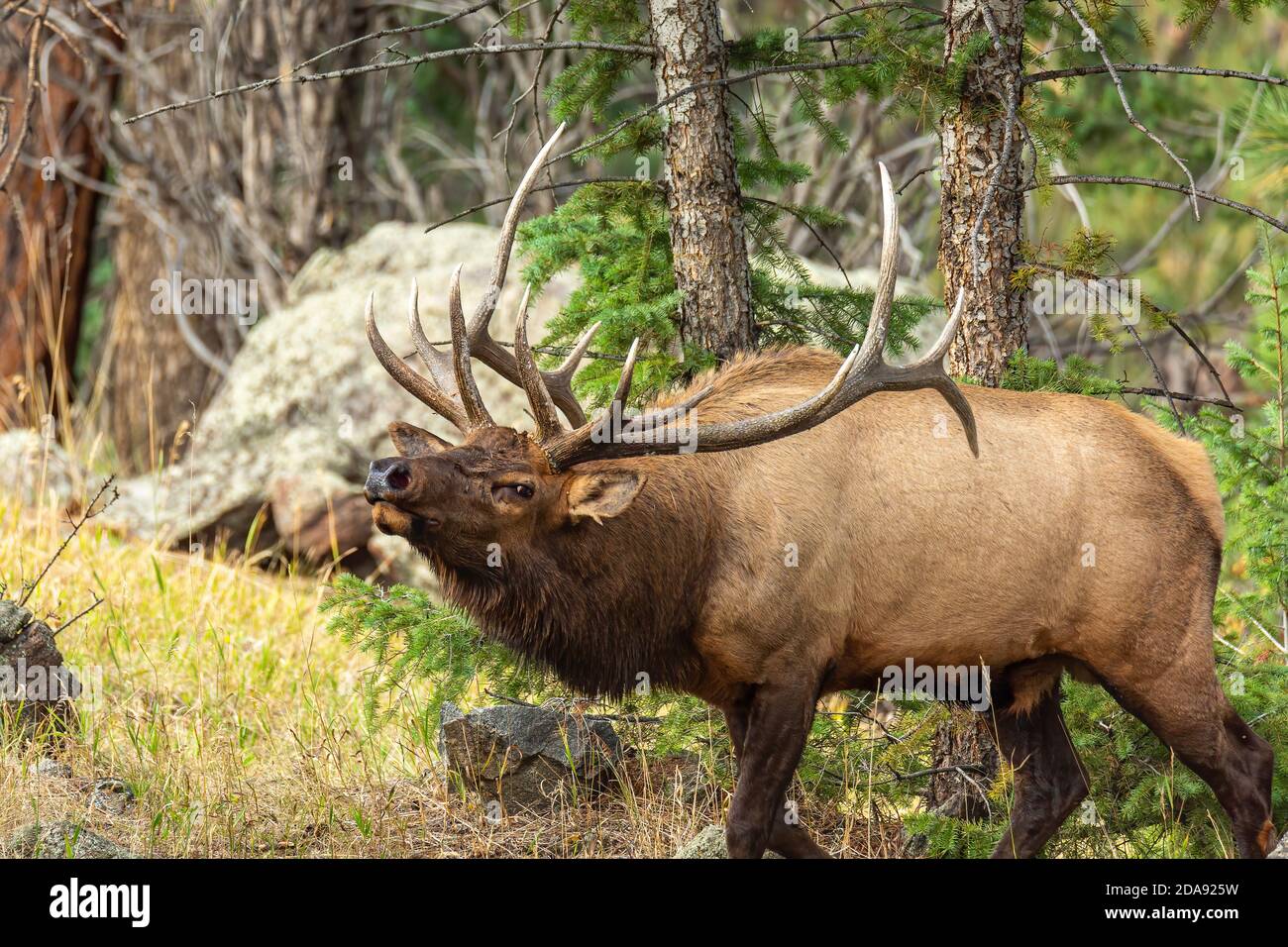 Bull rocky mountain elk during the rut Stock Photo Alamy
