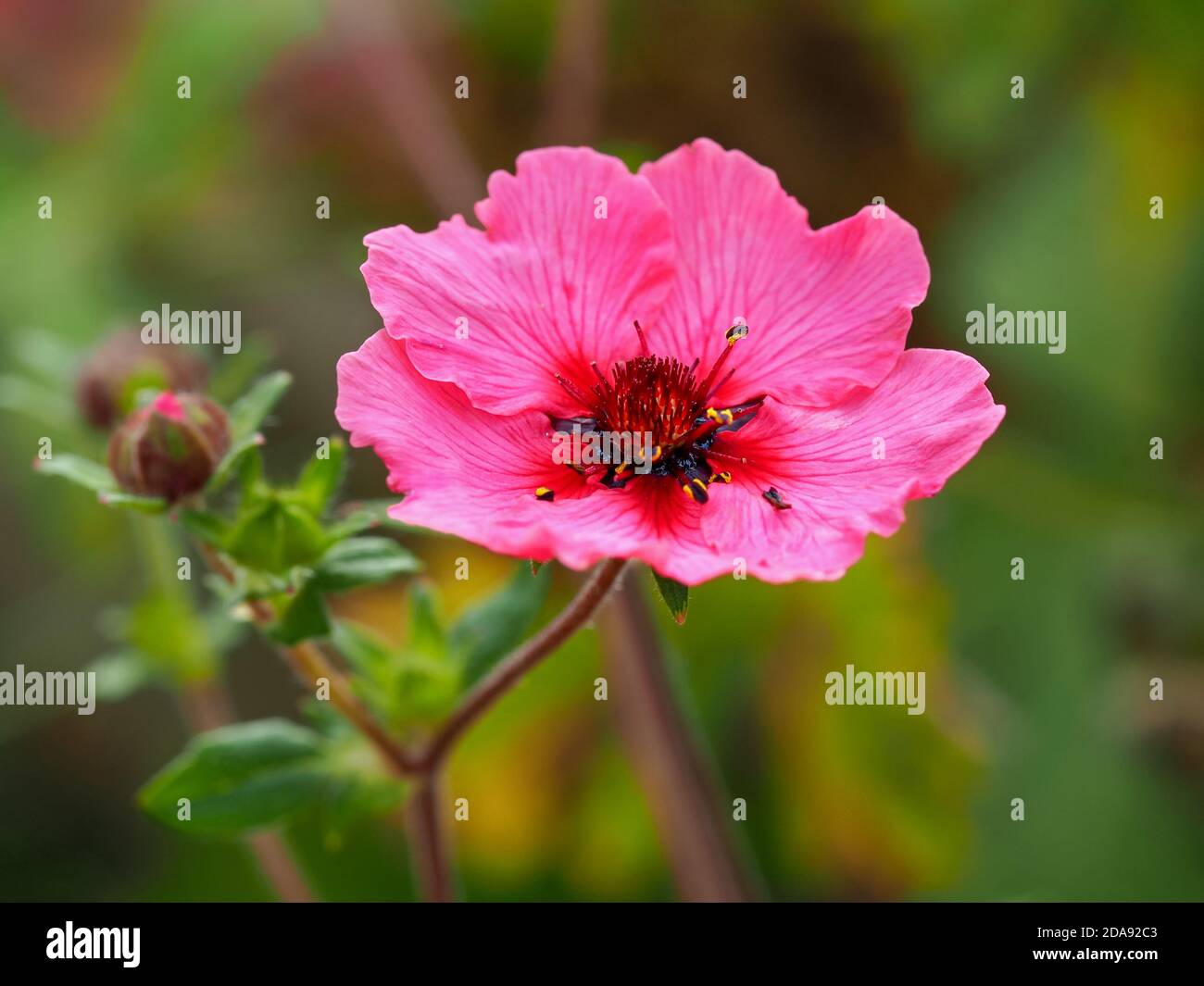 Closeup of a lovely pink cinquefoil flower and bud, Potentilla nepalensis Miss Willmott, in a garden Stock Photo