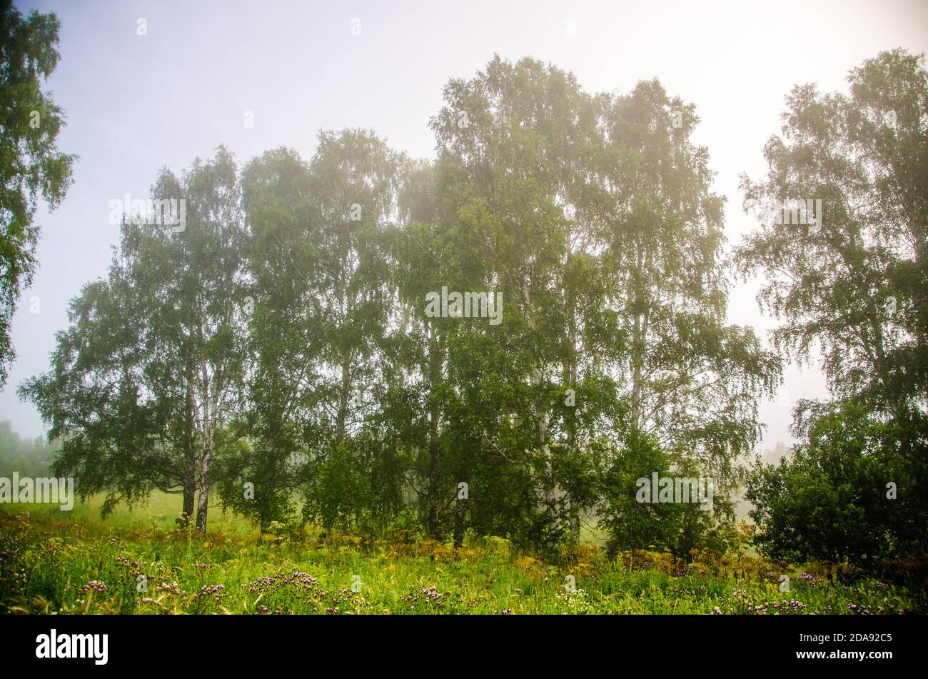 early morning. forest hiding in the fog Stock Photo - Alamy