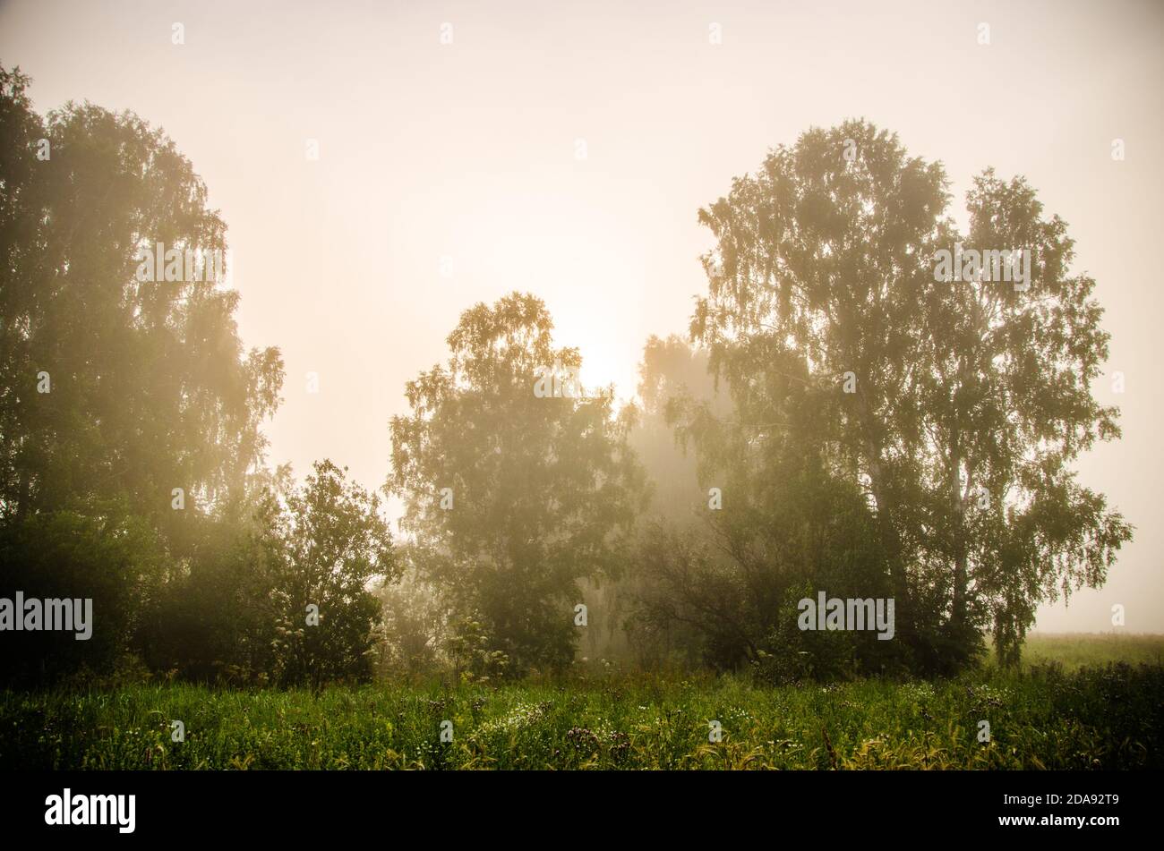 early morning. forest hiding in the fog Stock Photo - Alamy