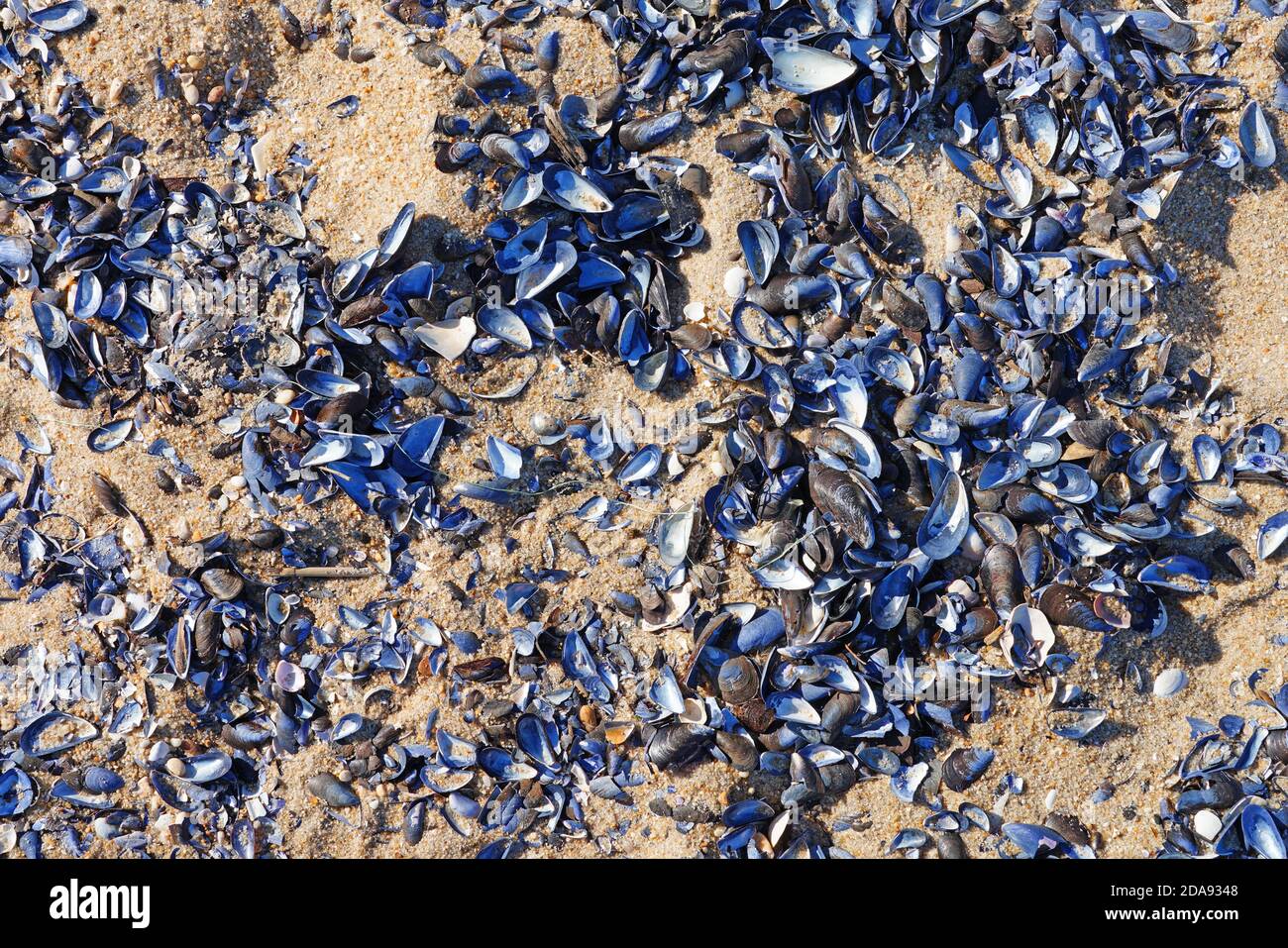 Purple mussels shells on the beach on the New Jersey shore Stock Photo