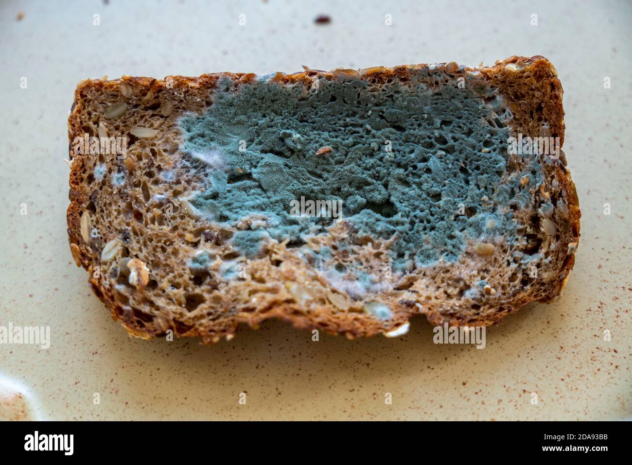 https://c8.alamy.com/comp/2DA93BB/moldy-wholemeal-bread-white-green-bread-mould-2DA93BB.jpg