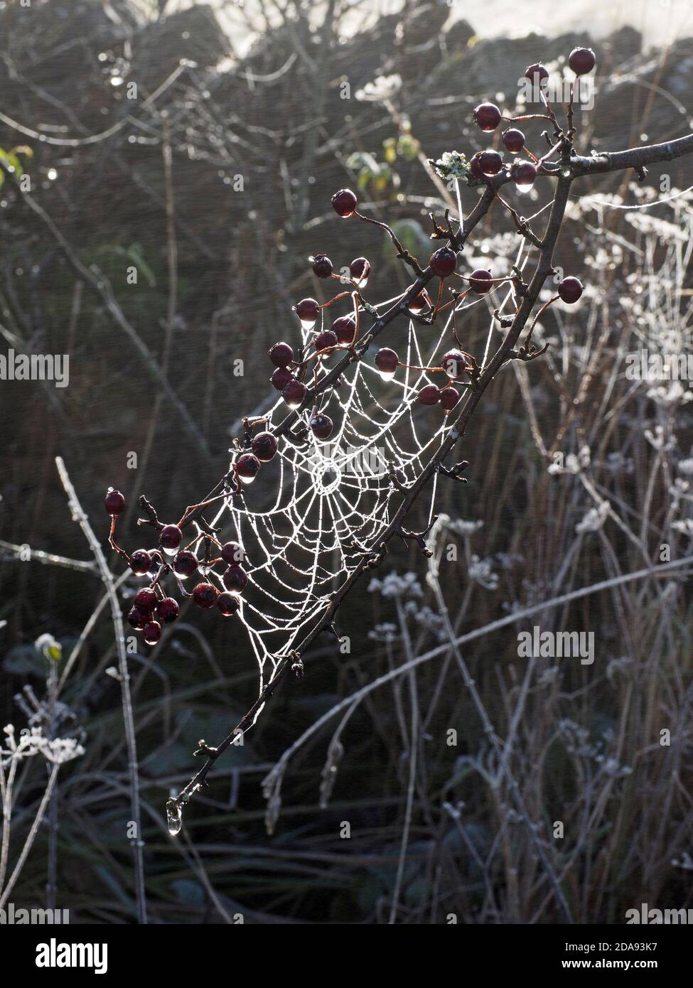 Hoar frost on orb spider's web with Haws (berries of Hawthorn - Crataegus mponogyna) glittering in hedgerow backlit by low Winter sun Stock Photo