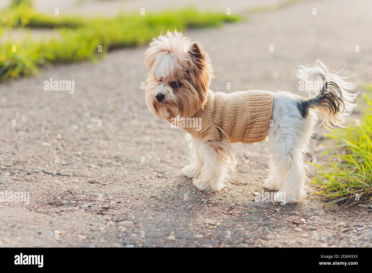 Page 3 Australian Terrier High Resolution Stock Photography And Images Alamy