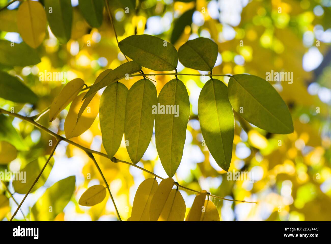 Autumn and fall yellow leave close-up, nature background, yellow color ...