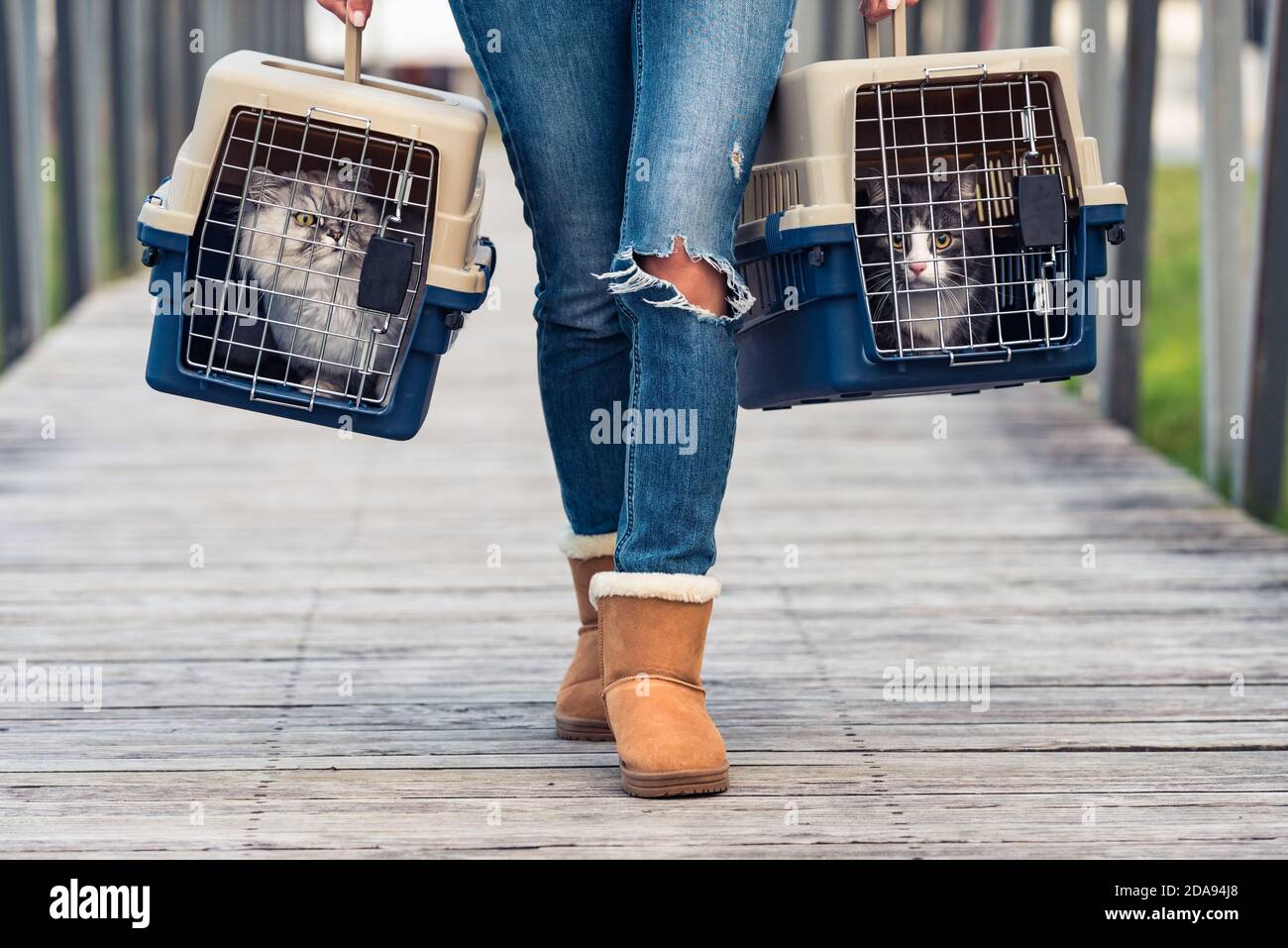 Cage transporting cats hi-res stock photography and images - Alamy