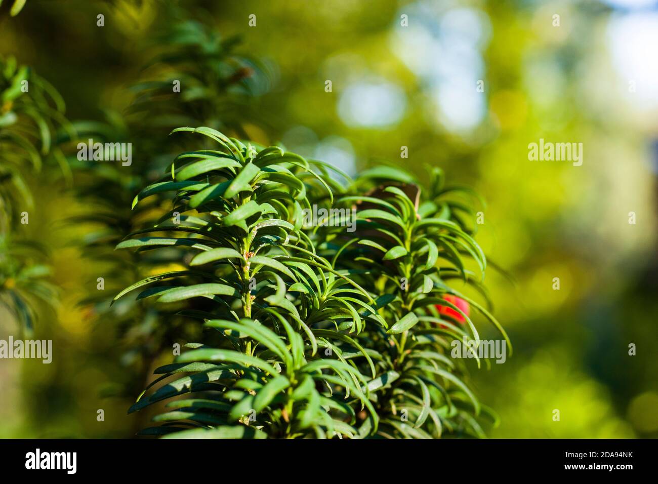 Yaw tree leaves close-up and macro, sunlight and green color background, Tacus Cuspidata Stock Photo