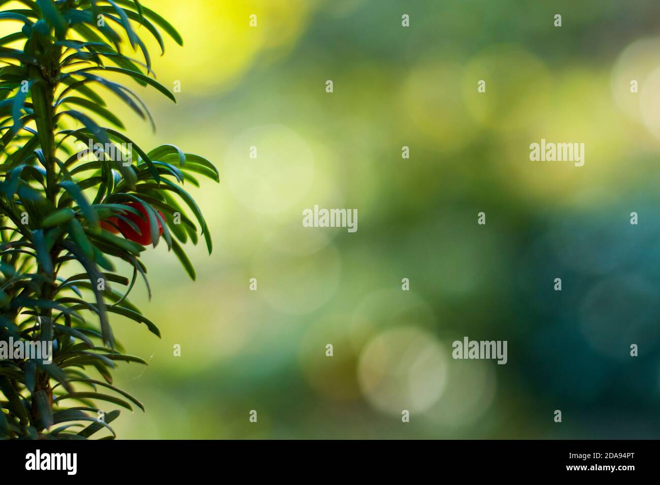 Yaw tree leaves close-up and macro, sunlight and green color background, Tacus Cuspidata Stock Photo