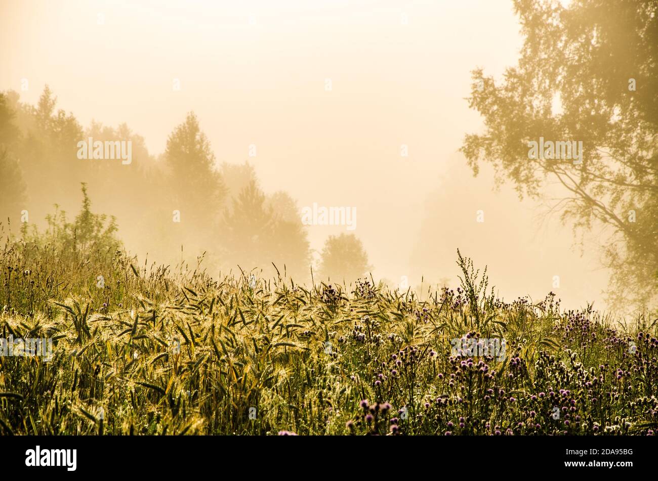 early morning. forest hiding in the fog Stock Photo - Alamy