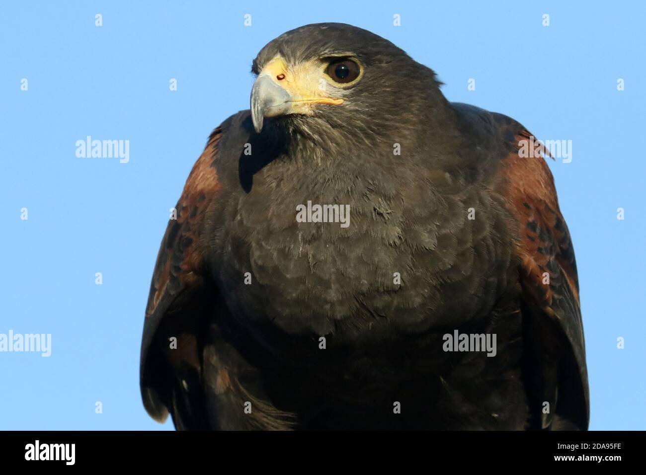 Hawk Hunting Rabbits Hunting dog and hawk hi-res stock photography and images - Alamy