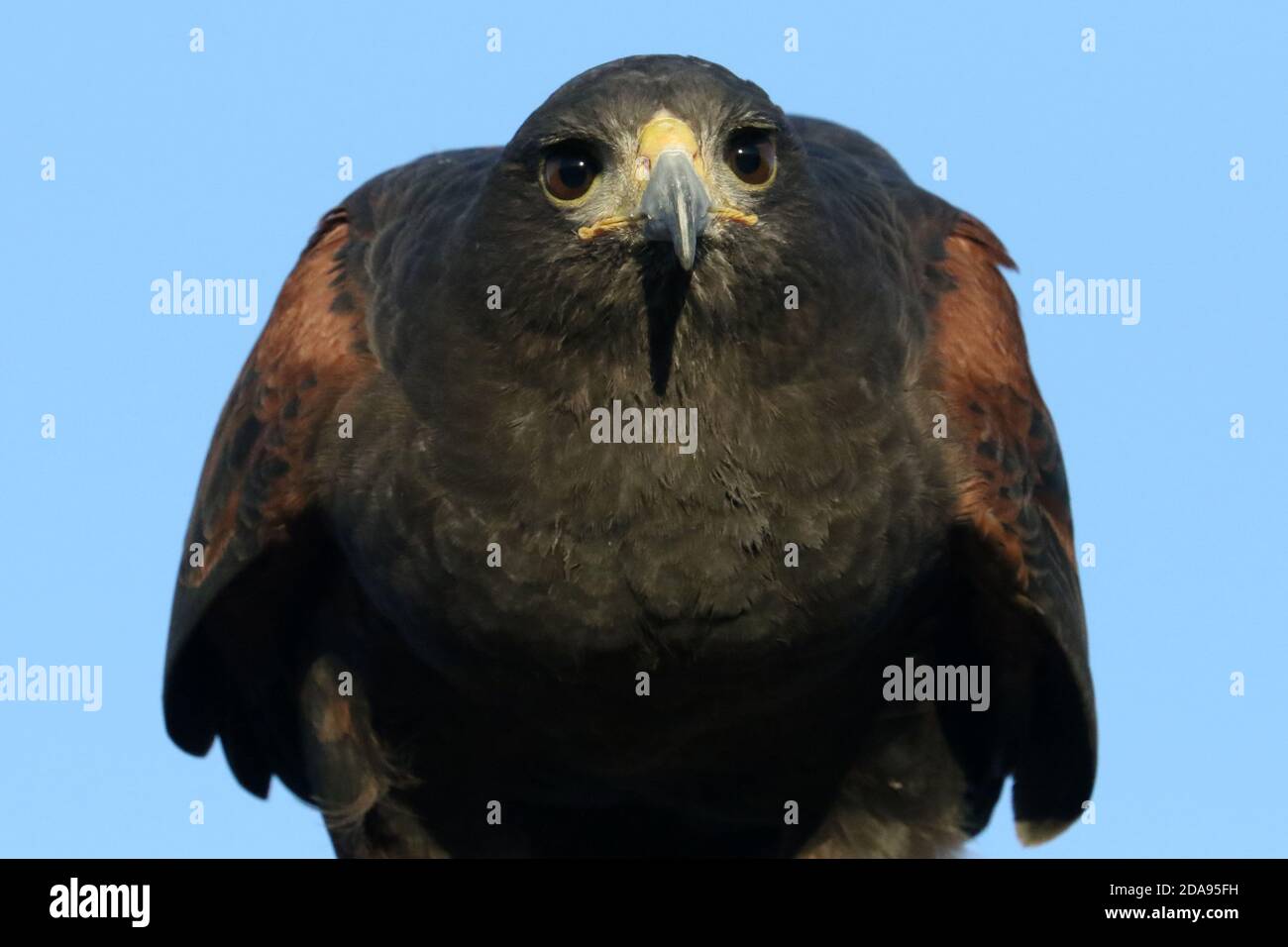 Harris Hawk used in Falconry Rabbit hunt Stock Photo - Alamy