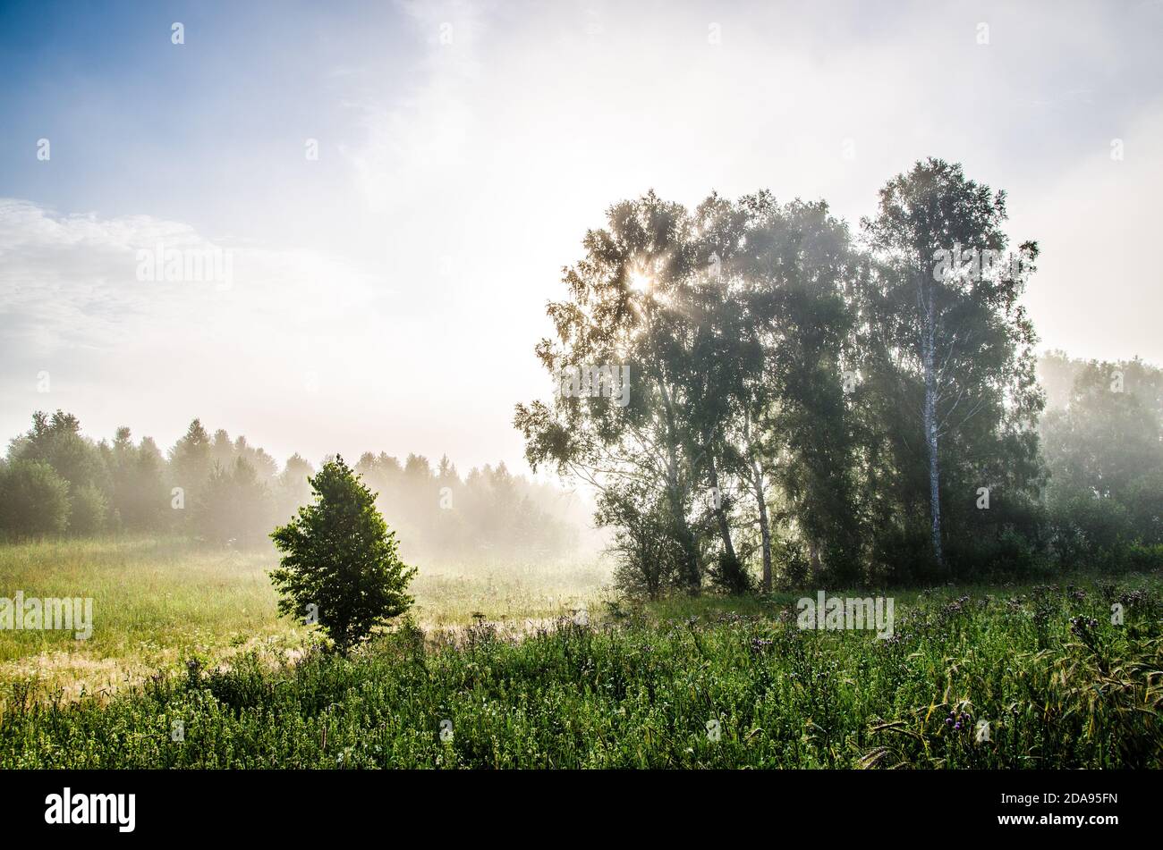 early morning. forest hiding in the fog Stock Photo - Alamy