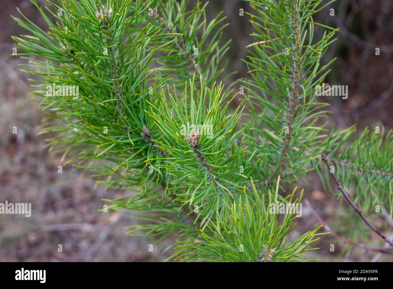 Pine branch on a small tree in the forest Stock Photo