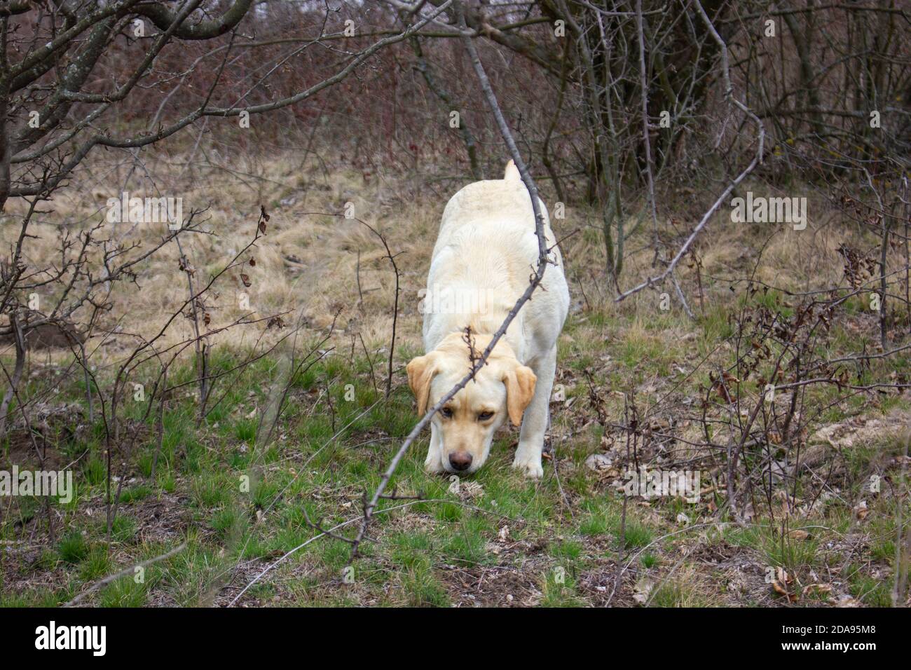 Cute dog in autumn nature. Stock Photo