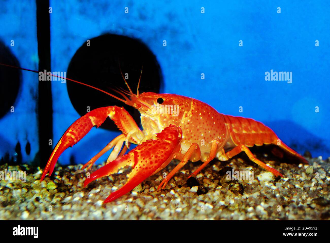 Orange Tangerine Crayfish - Procabarus Clarkii Stock Photo