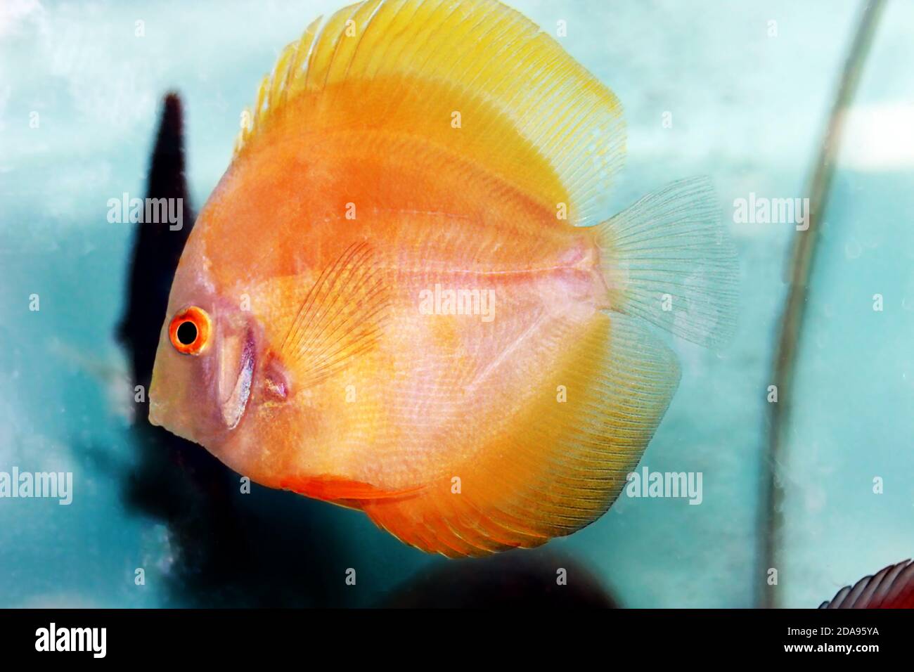 Yellow Marlboro Discus - (Symphysodon sp Stock Photo - Alamy