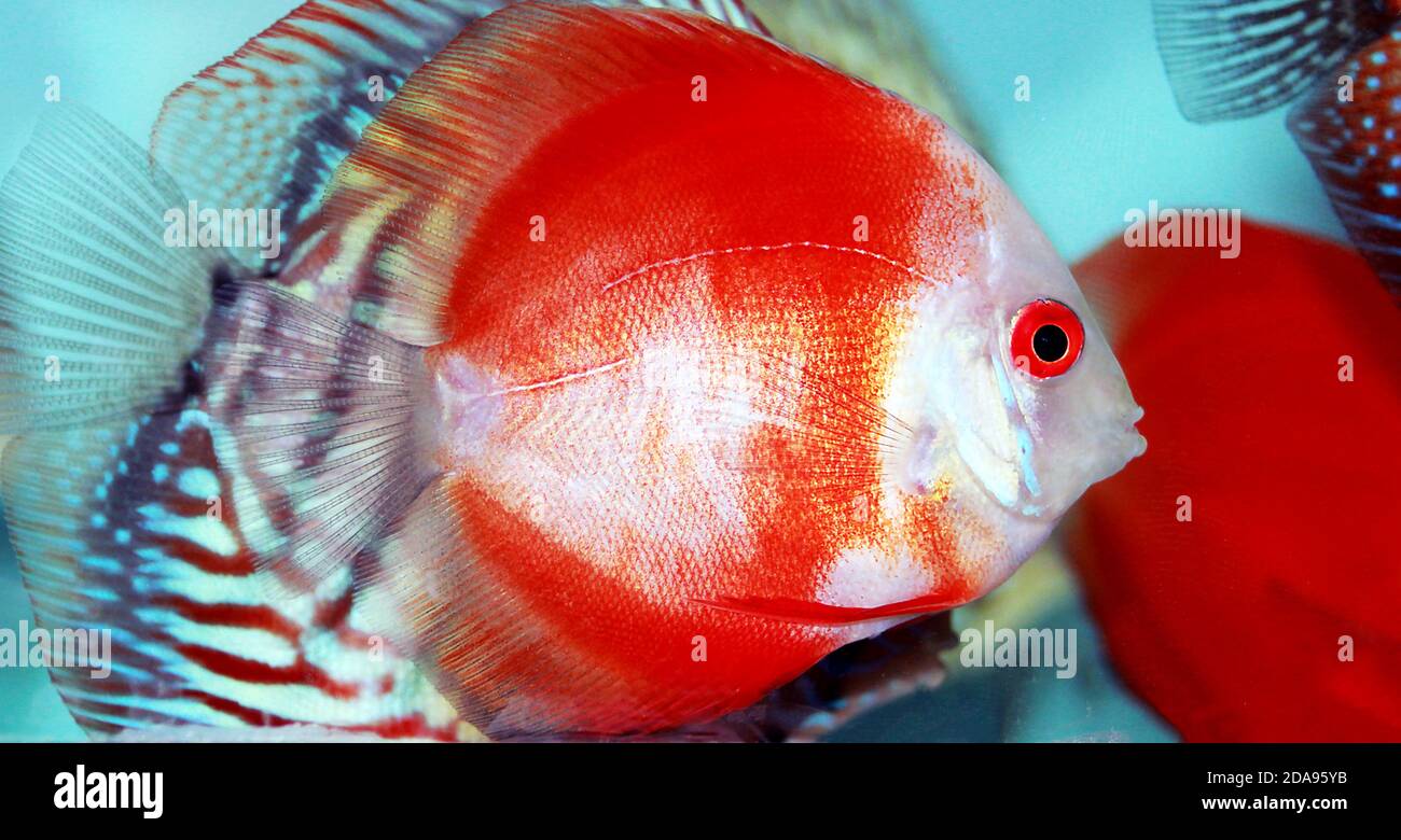 Red Marlboro Discus fish - (Symphysodon sp.) Stock Photo