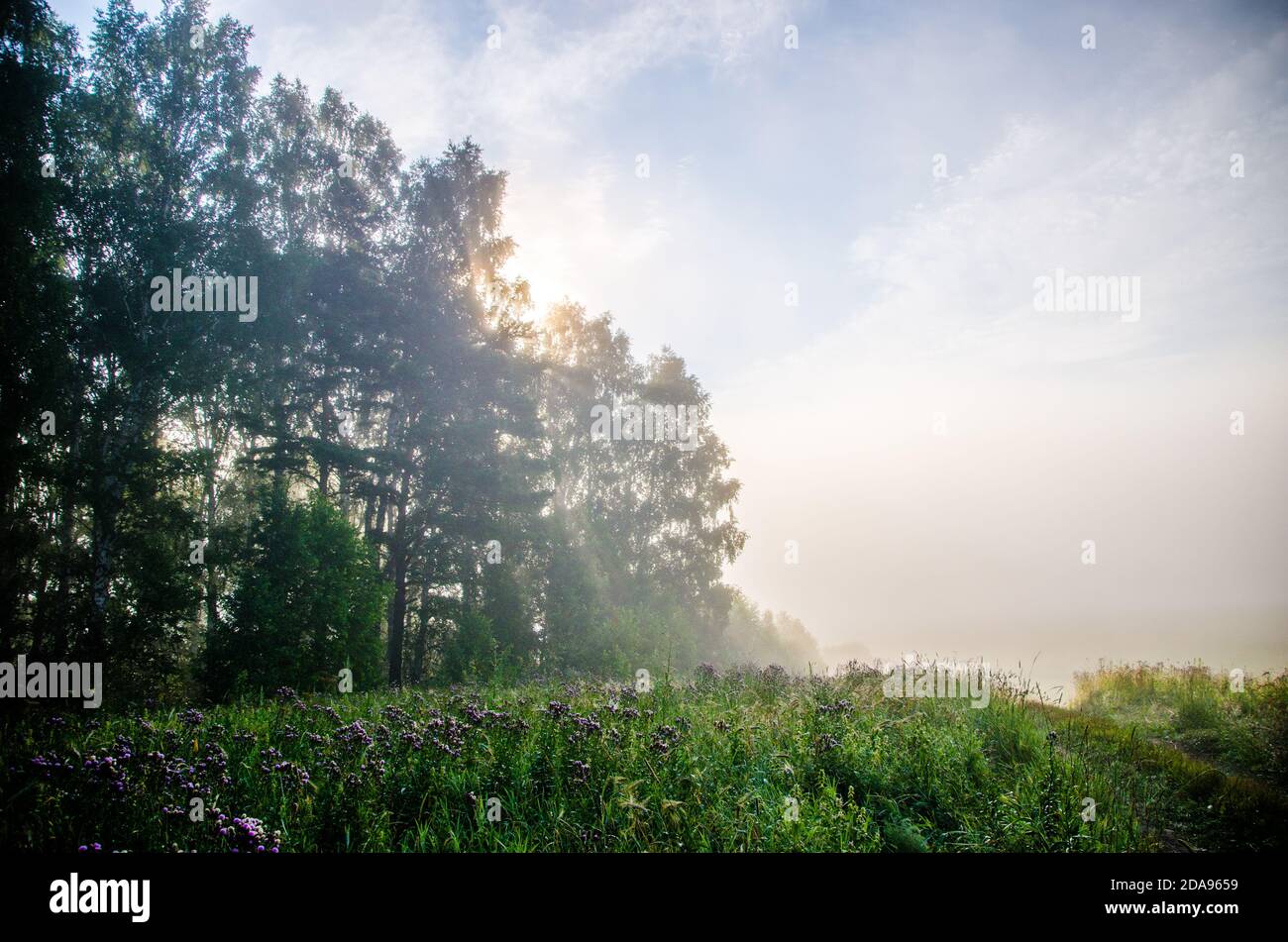 early morning. forest hiding in the fog Stock Photo - Alamy