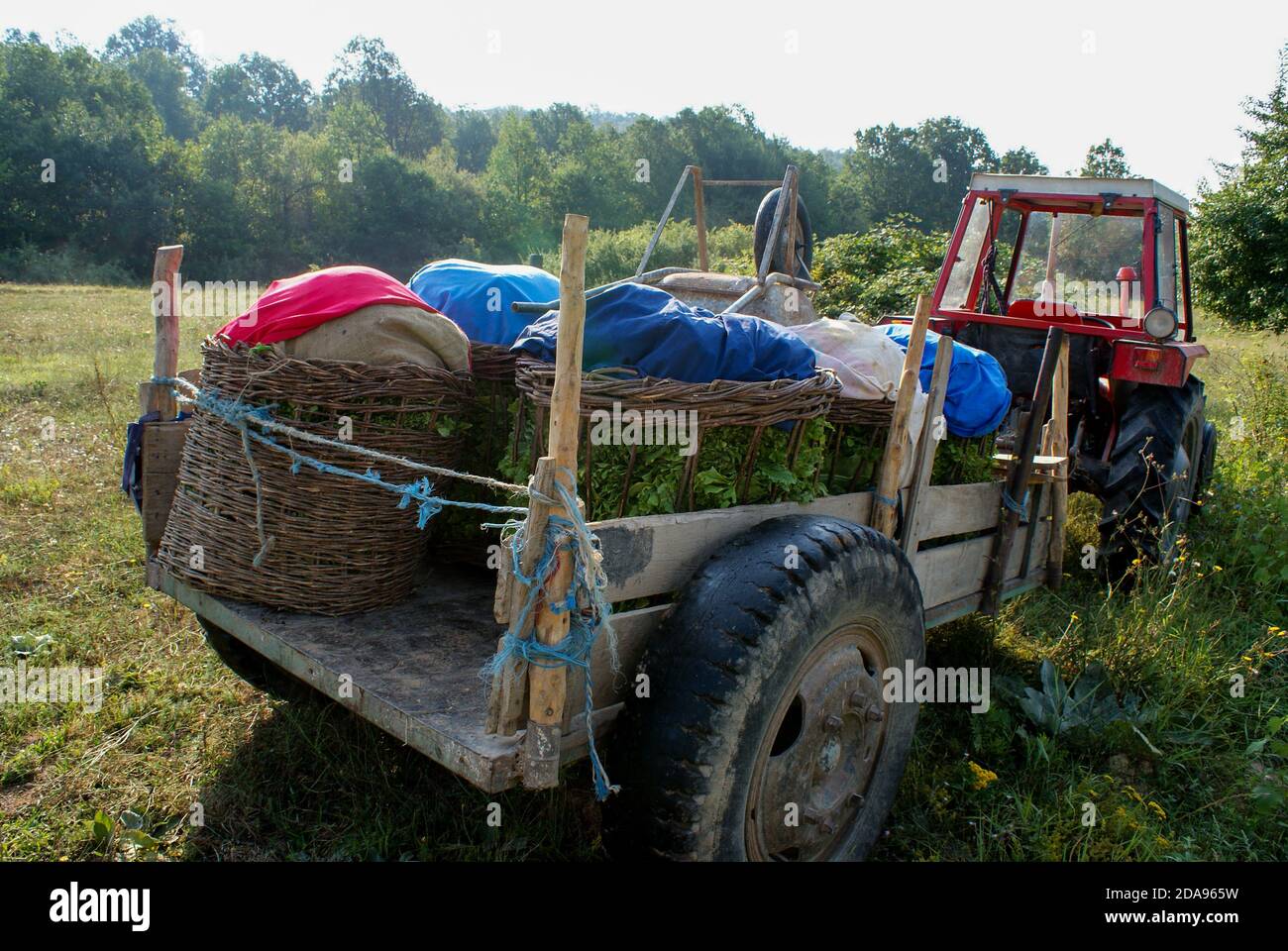 Transportation of harvested tobacco leaves with tractor near the tobacco fileds Stock Photo