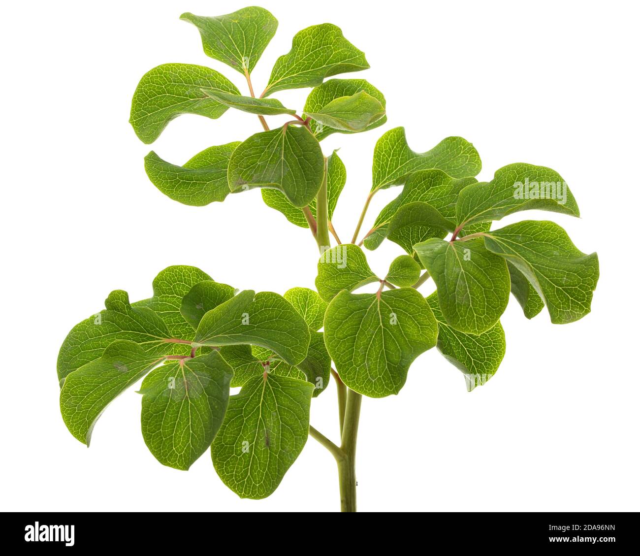 Green leafs flower of peony, isolated on white background Stock Photo ...