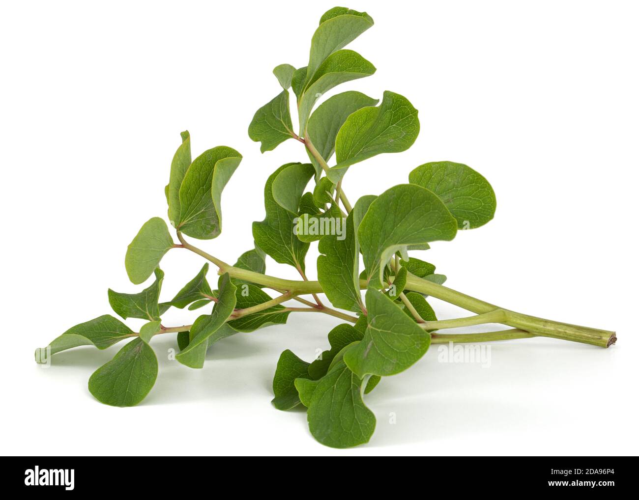 Green leafs flower of peony, isolated on white background Stock Photo ...