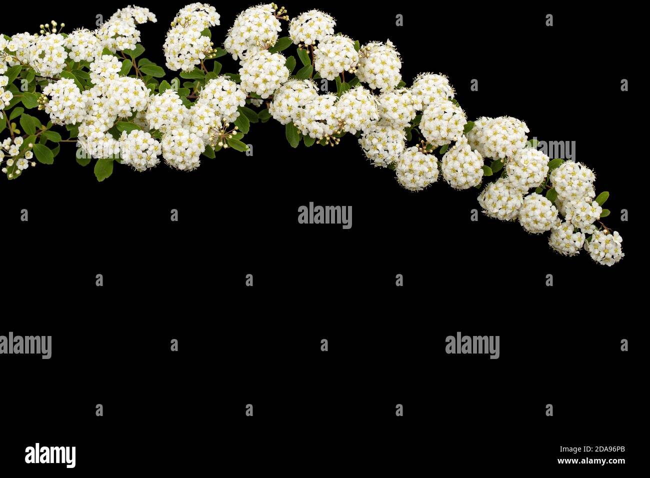 White flowers of Spirea aguta or Brides wreath, isolated on black background Stock Photo