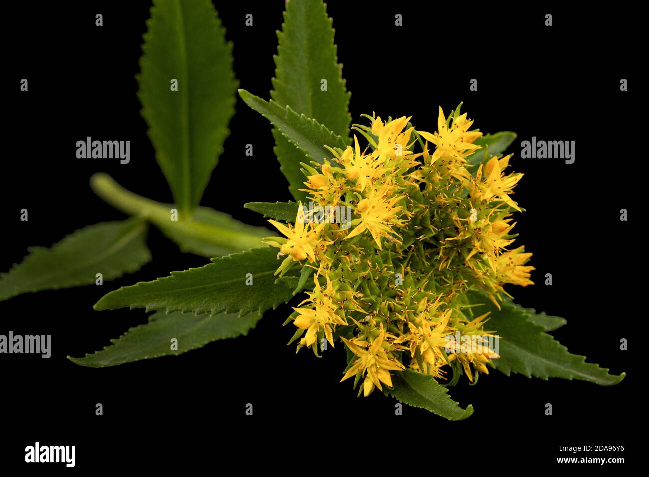 Yellow flowers of rhodiola rosea, isolated on black background Stock Photo